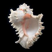 Chicoreus ramosus 7-2015 3055